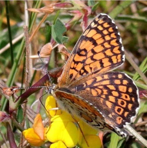 Réf. 213 723 : Melitaea cinxia